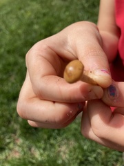 Psilocybe ovoideocystidiata