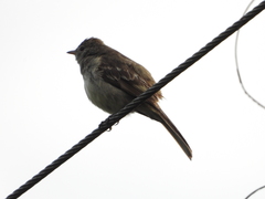 Elaenia chiriquensis