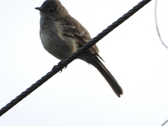 Elaenia chiriquensis