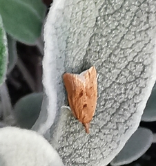 Clepsis coriacanus