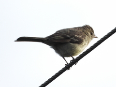 Elaenia chiriquensis
