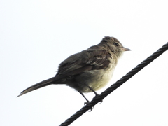 Elaenia chiriquensis
