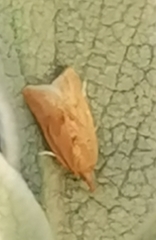Clepsis coriacanus