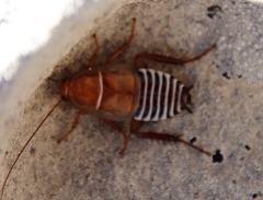 Temnopteryx phalerata