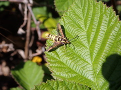 Synanthedon bibionipennis