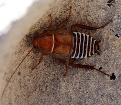Temnopteryx phalerata