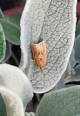 Clepsis coriacanus