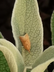 Clepsis coriacanus
