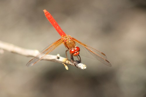 iNaturalist observation photo of Cardinal Meadowhawk