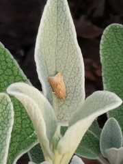 Clepsis coriacanus