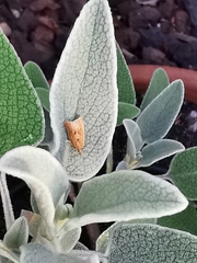 Clepsis coriacanus