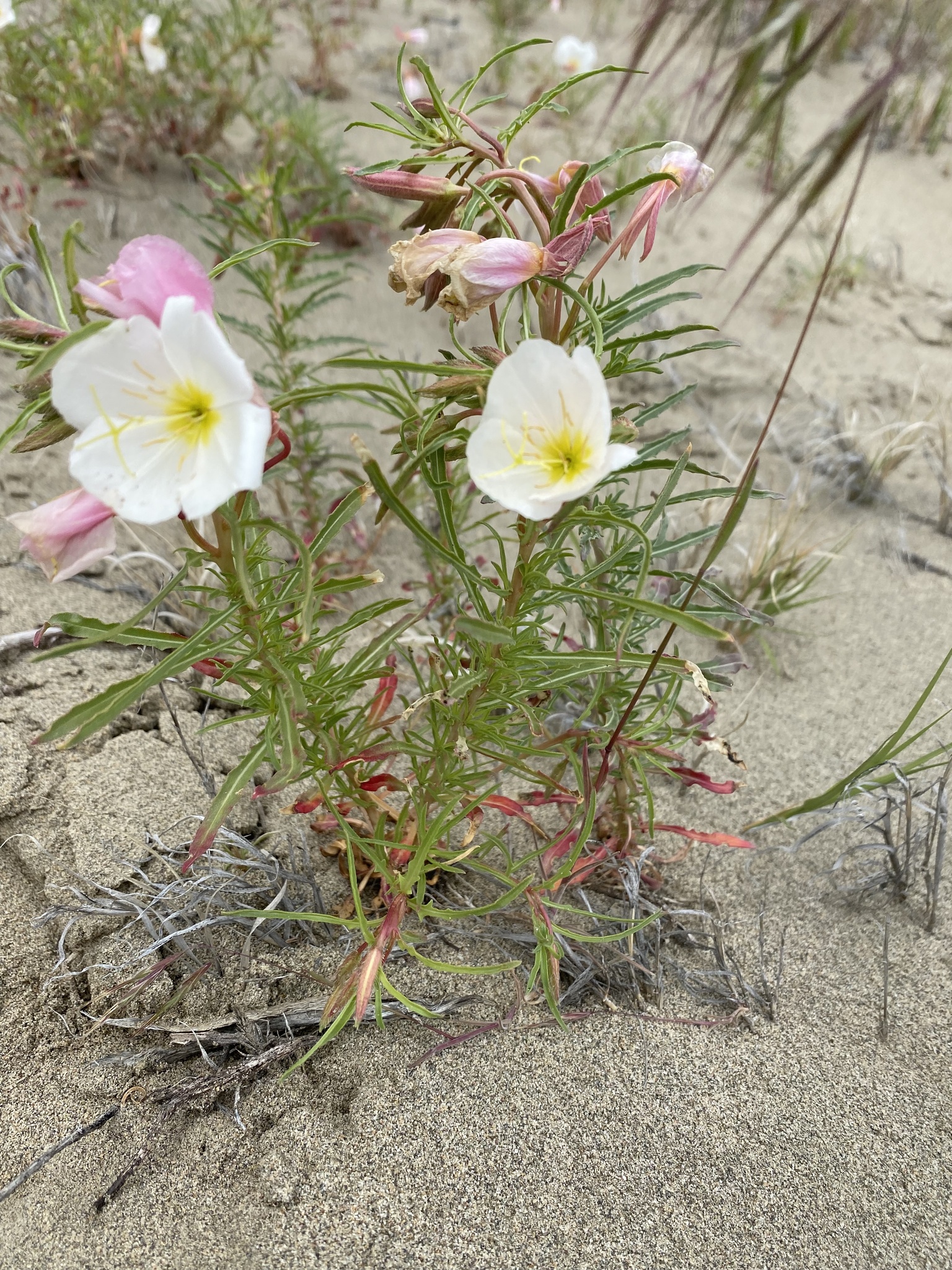 Oenothera pallida