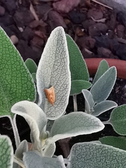Clepsis coriacanus