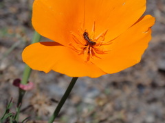 Ceratina
