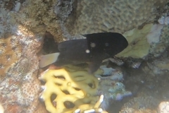 Pomacentrus albicaudatus