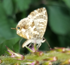 Cacyreus darius
