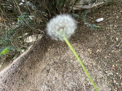 Cichorieae