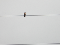 Falco sparverius