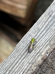 Augochlora