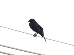 Molothrus oryzivorus
