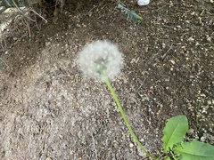 Cichorieae