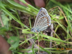 Polyommatus celina