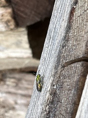 Augochlora