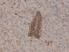 Helcystogramma chambersella