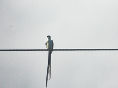 Tyrannus savana
