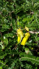 Sophora molloyi