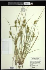 Carex cryptolepis