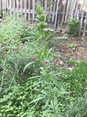 Monarda citriodora