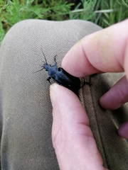 Calosoma maderae
