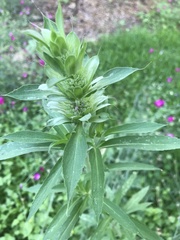 Monarda citriodora