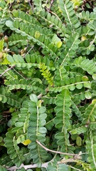 Sophora molloyi