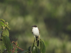 Tyrannus savana