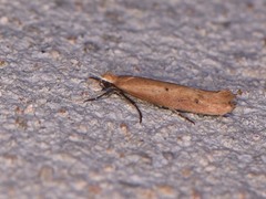Ypsolopha ochrella
