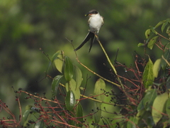 Tyrannus savana