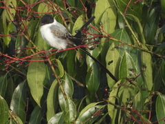 Tyrannus savana