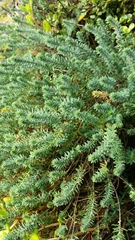 Linum monogynum monogynum