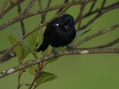 Volatinia jacarina
