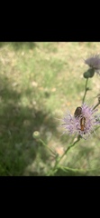 Nemognatha piazata