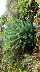 Linum monogynum monogynum