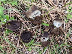 Dissingia crassitunicata