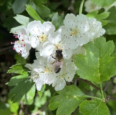 Apis mellifera