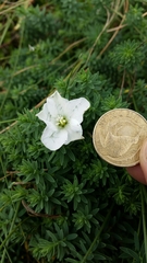 Linum monogynum monogynum