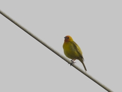 Sicalis flaveola