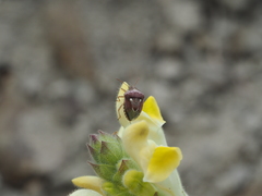 Stagonomus bipunctatus