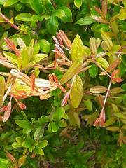 Scurrulinae