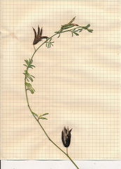 Desmanthus acuminatus